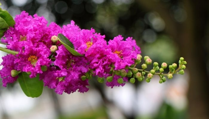 জারুল ফুলের পসরা