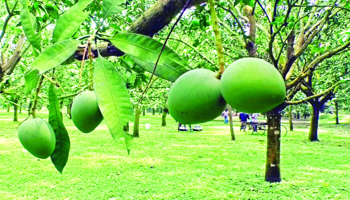 মধ্য জুনে বাজারে আসছে হাঁড়িভাঙা