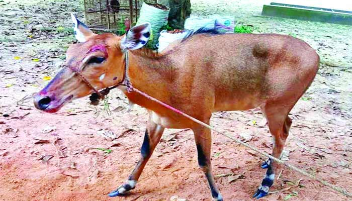 ঠাকুরগাঁয়ে নীলগাই হত্যা প্রসঙ্গে বিজিবির বক্তব্য