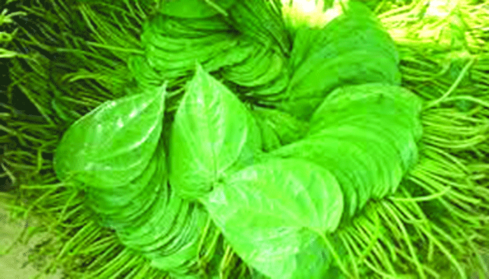 ক্ষতিকর পান সুপারি জর্দা