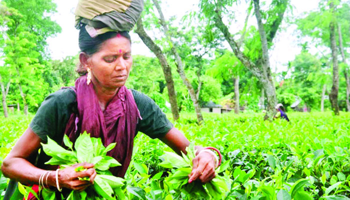 শ্রমিকদের এখনও ১২০ টাকা মজুরি