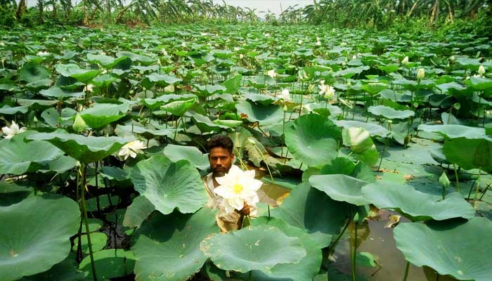 জেগে উঠেছে শ্বেতপদ্মের দল