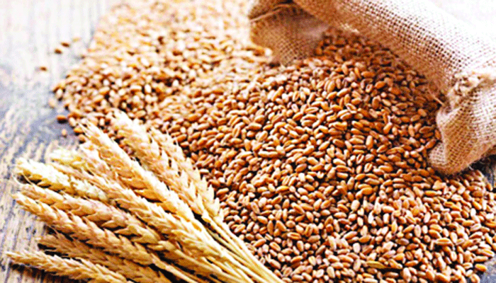 ৮ লাখ টন গম আমদানির পরিকল্পনা সরকারের ৮ লাখ টন গম আমদানির পরিকল্পনা সরকারের