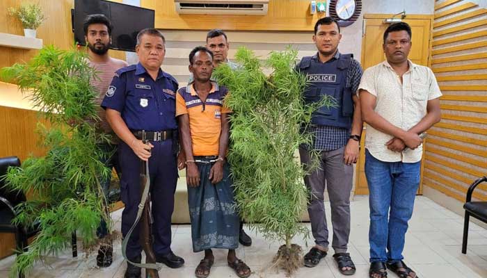 সবজির আড়ালে গাঁজা চাষ করতেন তিনি সবজির আড়ালে গাঁজা চাষ করতেন তিনি