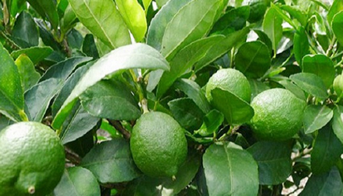 লেবুর গুণাগুণ