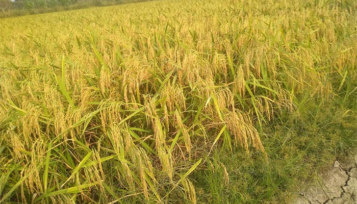 চালের বাজার ‘মাতাবে’ বঙ্গবন্ধু ধান, প্রথম বছরেই মন জিতল কৃষকের