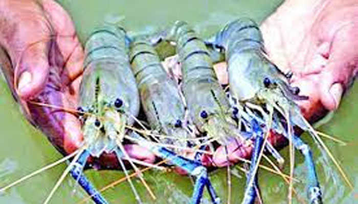 চিংড়ির রেণু আহরণে ধ্বংস হচ্ছে অন্য প্রজাতির মাছ