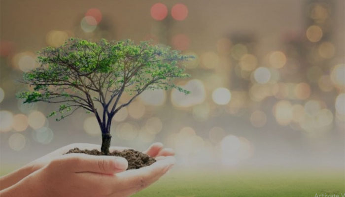 ৫০ লাখ গাছের চারা বিতরণ করছে 'বনায়ন'