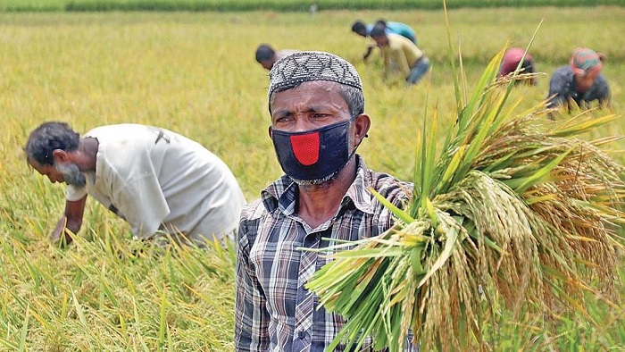 কৃষিতে অবদানে এআইপি সম্মাননা পাচ্ছেন যাঁরা কৃষিতে অবদানে এআইপি সম্মাননা পাচ্ছেন যাঁরা
