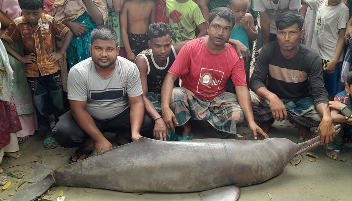 বড়শিতে ধরা পড়ল ১০০ কেজি ওজনের শুশুক, ১৫ হাজার টাকায় বিক্রি বড়শিতে ধরা পড়ল ১০০ কেজি ওজনের শুশুক, ১৫ হাজার টাকায় বিক্রি