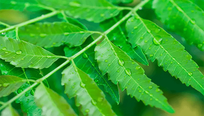 বর্ষায় কোন কোন কাজে লাগে নিম