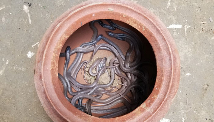 বসতঘরে মিলল বিষধর সাপের ৩২টি বাচ্চা