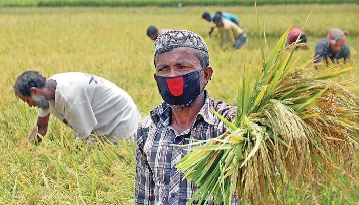 কৃষিতে অবদানে এআইপি সম্মাননা পাচ্ছেন যাঁরা