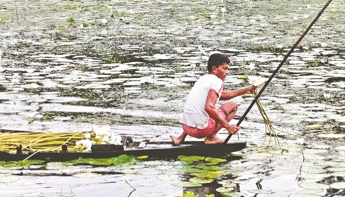 শুধু মন না, পকেটও ভরায় শাপলা