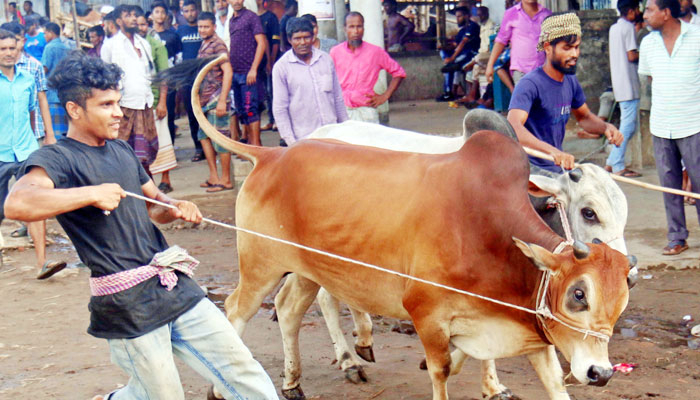 সিলেটে পশুহাটে ক্রেতা কম হলেও দাম বেশি