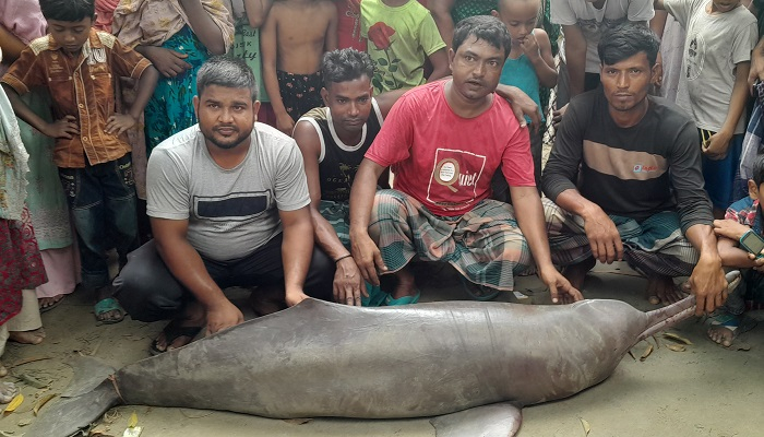বড়শিতে ধরা পড়ল ১০০ কেজি ওজনের শুশুক, ১৫ হাজার টাকায় বিক্রি