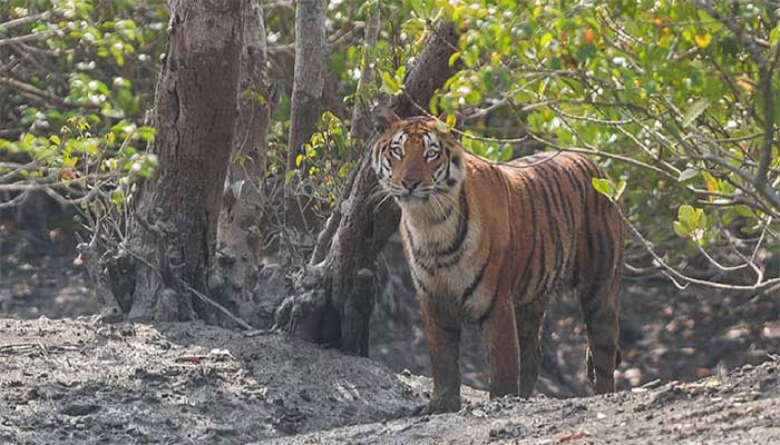 লোকালয়ে চলে আসছে বাঘ অজগর কুমির