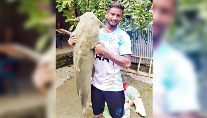 তেঁতুলিয়ার মহানন্দায় আবারও ধরা পরলো ৩০ কেজির বাঘাইড়