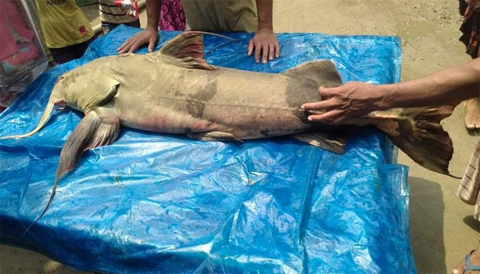 মহানন্দায় মিলল ৩০ কেজির বাঘাইড়, বিক্রি হলো ৪৫ হাজার টাকায়