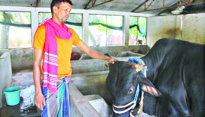 অতঃপর গরুর খামারে স্বপ্নজয় পলাশের