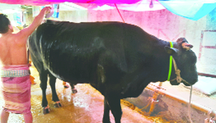 'রাজা' আর 'বস' কাঁপাচ্ছে পোস্তগোলা হাট
