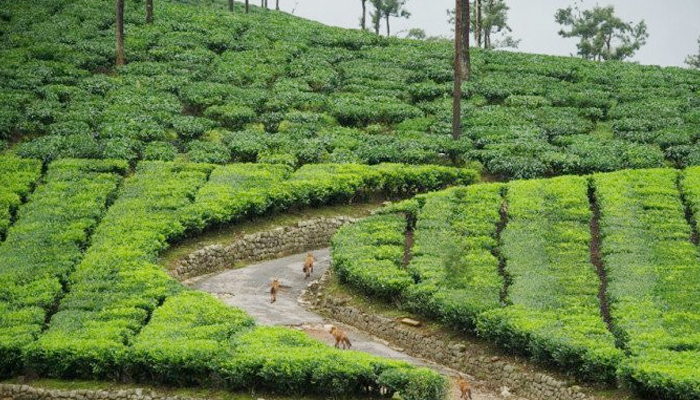 মজুরি ছাড়াও বিভিন্ন ভাতা পাচ্ছেন চা শ্রমিকরা মজুরি ছাড়াও বিভিন্ন ভাতা পাচ্ছেন চা শ্রমিকরা