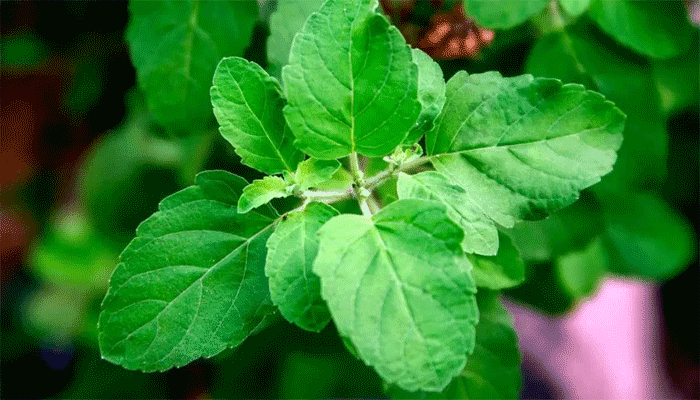 সংক্রমণ দূর করে তুলসী পাতা