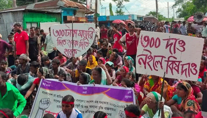 জেলা প্রশাসকের আহবানে সাড়া দেয়নি মৌলভীবাজারের চা শ্রমিকরা