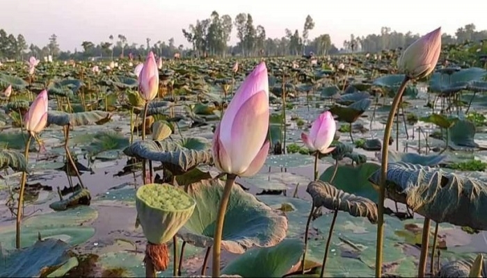 সোনাকান্ত যেন এক পদ্মবিল