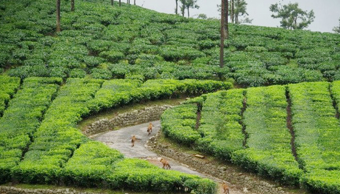 মজুরি ছাড়াও বিভিন্ন ভাতা পাচ্ছেন চা শ্রমিকরা