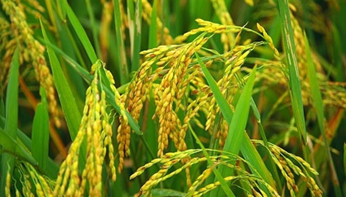 চার হোঁচটে ধান