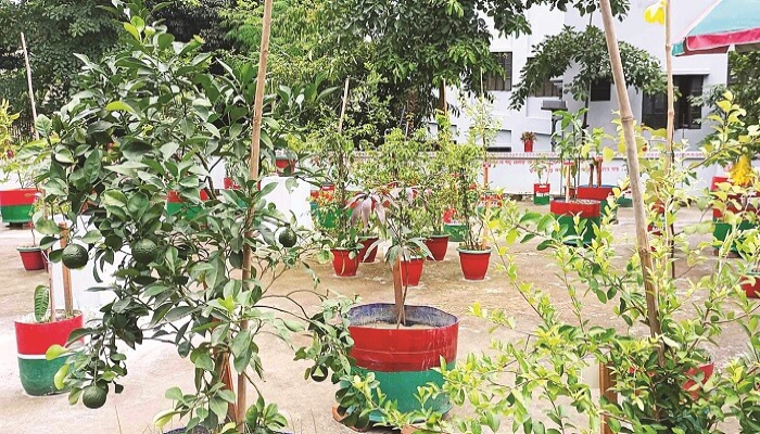হাসপাতালের ছাদে ফুল-ফলের বাগান