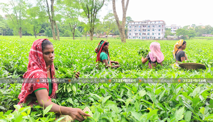 প্রধানমন্ত্রীর আশ্বাসে কাজে ফিরলেন চা-শ্রমিকরা