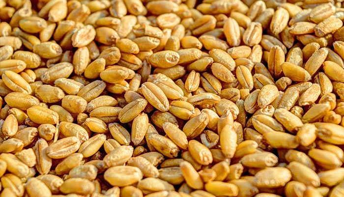 রাশিয়া থেকে ৫ লাখ টন গম আমদানির অনুমোদন