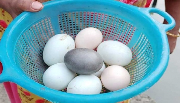এবার মোংলায় কালো ডিম পাড়ল হাঁস এবার মোংলায় কালো ডিম পাড়ল হাঁস