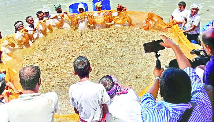 ভেনামি চিংড়িতে আশার আলো ভেনামি চিংড়িতে আশার আলো