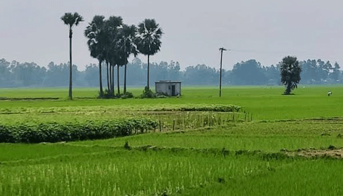 গোদাগাড়ীতে আবারও ধান ক্ষেতে পানি না দেওয়ার অভিযোগ