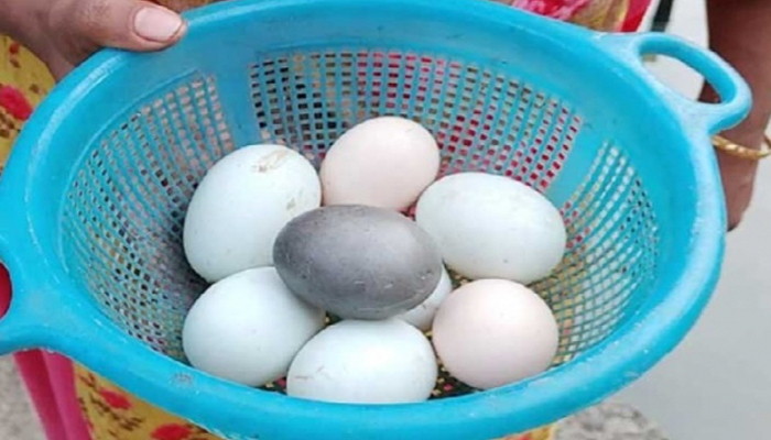 এবার মোংলায় কালো ডিম পাড়ল হাঁস