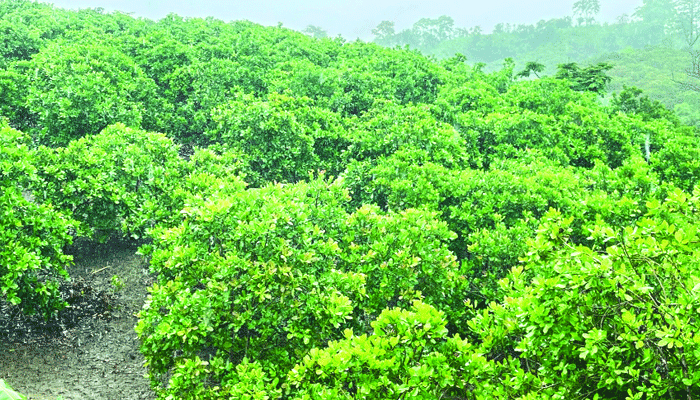 সম্ভাবনা দেখাচ্ছে কাজুবাদাম