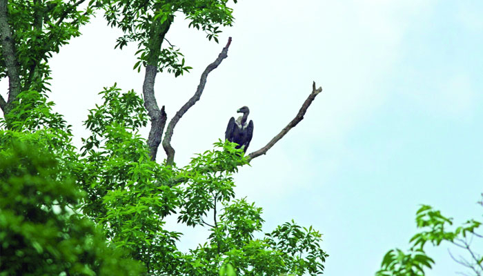শকুনের ফেরার আশা