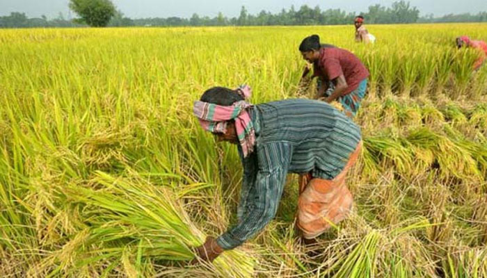 সরকারি সহায়তা পেতে প্রান্তিক চাষির বঞ্চনা