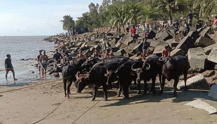 জোয়ারের পানিতে ভেসে আসা ৫০ মহিষ উদ্ধার