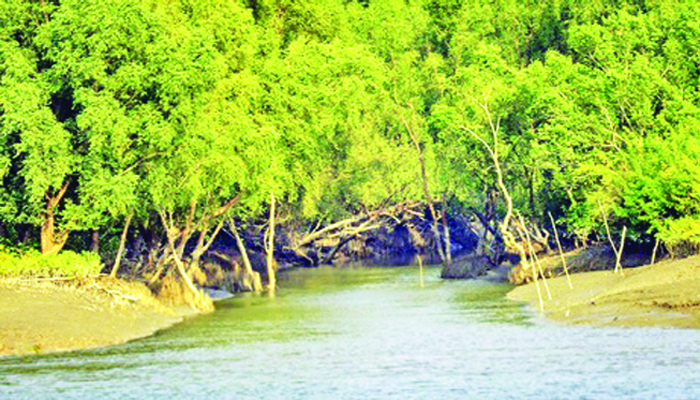 সুন্দরবনে বিষ প্রয়োগে মাছ শিকার