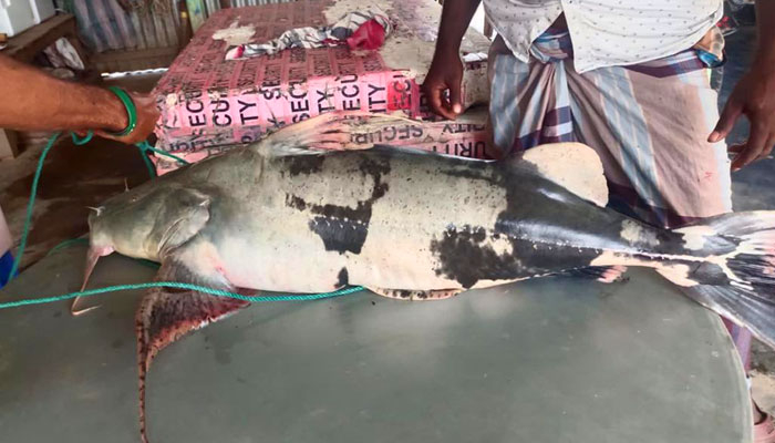 পদ্মায় জেলের জালে ধরা পড়ল ২১ কেজির বাঘাইড়
