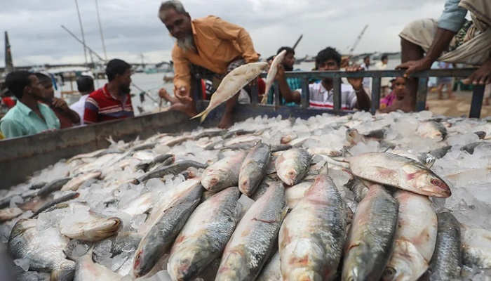 চলতি বছর ইলিশ রপ্তানি করে আয় ১৪১ কোটি টাকা
