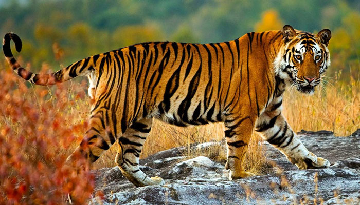 ৯ জনকে মেরে ফেলা বাঘটিকে হত্যা করল পুলিশ