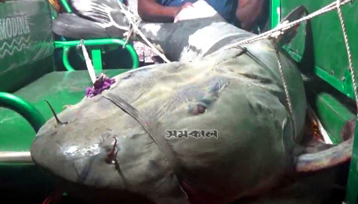 ৬২ কেজির বাঘাইড় ধরা পড়লো বড়শিতে