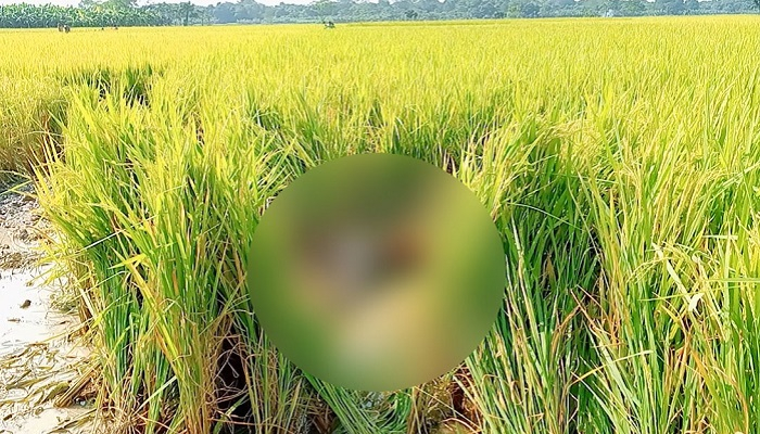 ধানক্ষেতে মিলল নারীর বিবস্ত্র মরদেহ