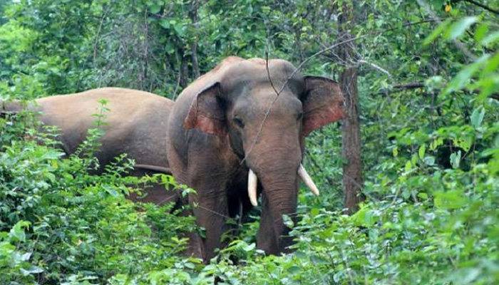 হাতির আক্রমণে প্রাণ গেল কৃষকের