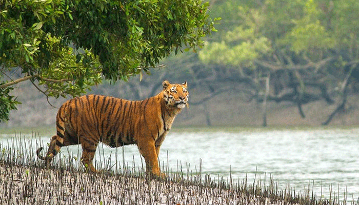 খোঁজা হচ্ছে বাঘের পায়ের ছাপ, চলছে শুমারির প্রথম ধাপ খোঁজা হচ্ছে বাঘের পায়ের ছাপ, চলছে শুমারির প্রথম ধাপ